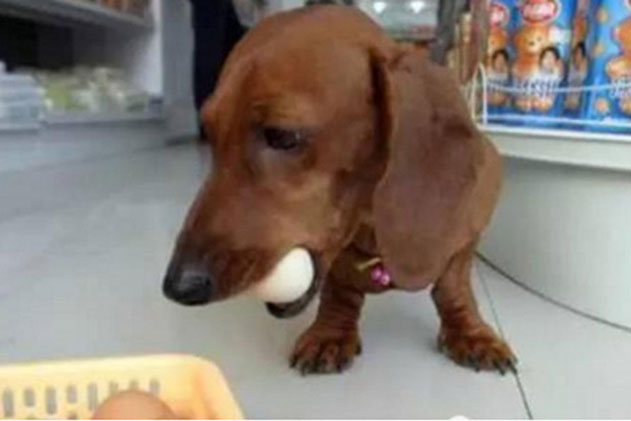 Muốn chủ nhân mua trứng gà cho mình, cún cưng làm ra 1 hành động khiến nhiều người không khỏi bật cười vì độ lém lỉnh