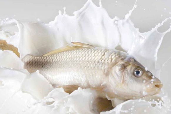 Tuyệt chiêu đơn giản giúp bạn khử hết sạch mùi tanh của cá