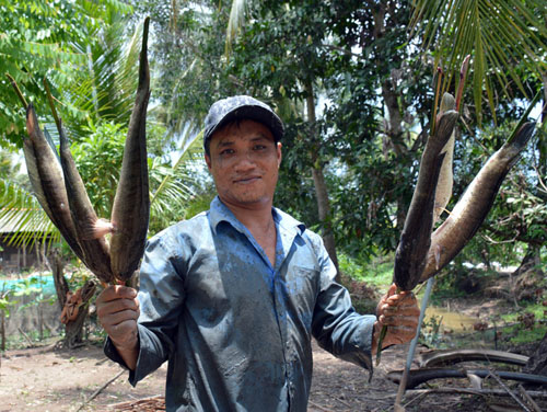 Chùm ảnh: Hấp dẫn tát đìa bắt cá đồng nướng rơm ở miền Tây