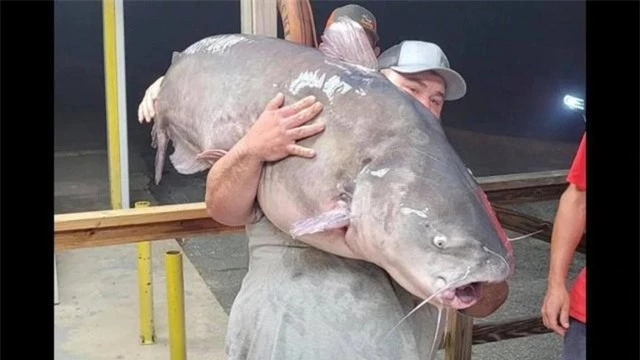 Câu trúng cá trê nặng gần 60kg - 1