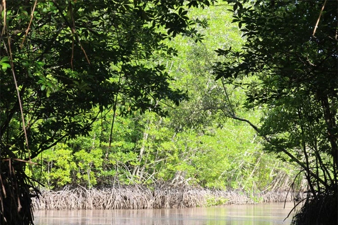 Trải nghiệm thú vị ở rừng ngập mặn lớn nhất Việt Nam - Ảnh 5.