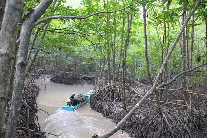 Trải nghiệm thú vị ở rừng ngập mặn lớn nhất Việt Nam - Ảnh 6.