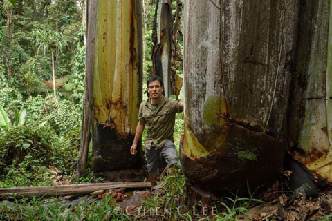 Loài chuối khổng lồ cao chọc trời, quả cực khủng