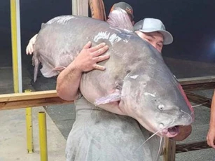 Câu trúng cá trê nặng gần 60kg
