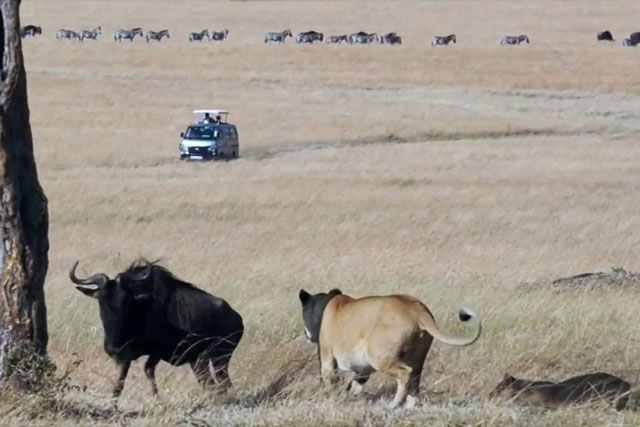 Linh dương đầu bò ác chiến giành sự sống trước 3 con sư tử