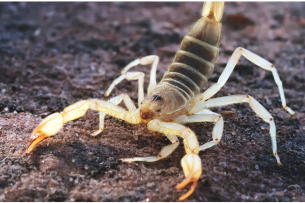 "Tử thần sa mạc" sở hữu thứ "đắt hơn vàng": Hơn 10 triệu USD cho 1 lít