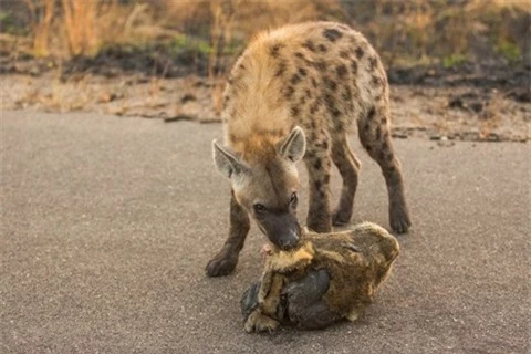 Kinh hai linh cau tha dau su tu sau cuoc chien