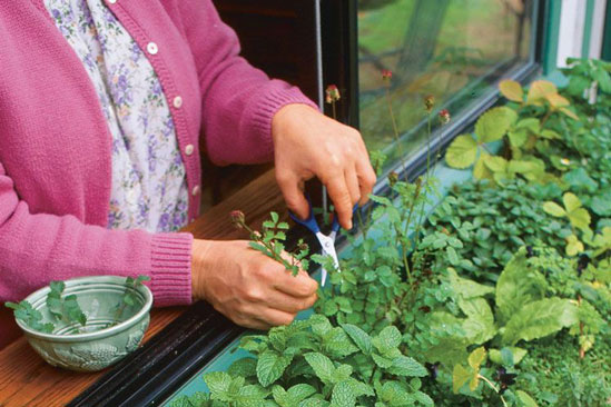 Cách trồng 5 loại cây gia vị trong bếp, ăn thoải mái, hết lại tự lên