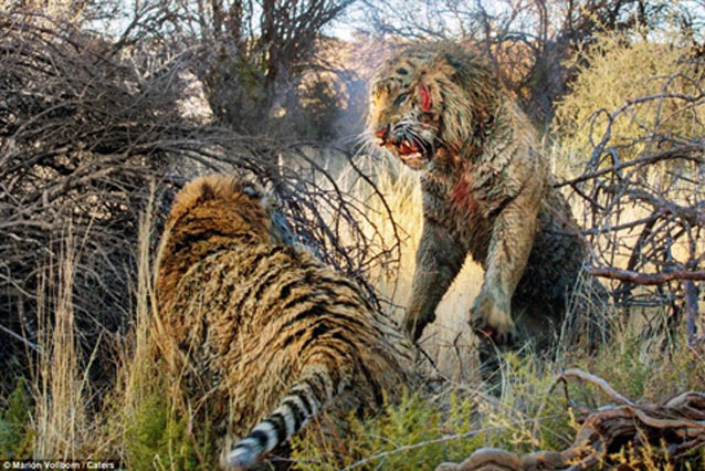 Đôi hổ dữ đại chiến đẫm máu, quyết hạ sát đối thủ để giành quyền cai trị