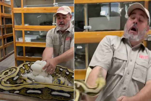 Lén lấy trứng của trăn khổng lồ, nhân viên sở thú được phen hú vía, dấu vết để lại gây rùng mình