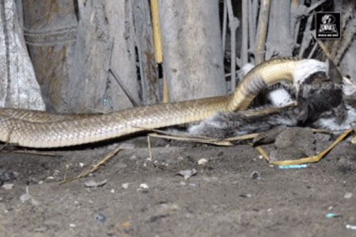 Thấy mèo nhà mất tích, người dân gọi chuyên gia bắt rắn tới thì thấy cảnh tượng bất ngờ