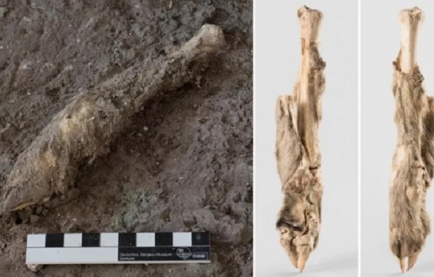 Phát hiện kinh ngạc từ chân cừu 1.600 năm tuổi