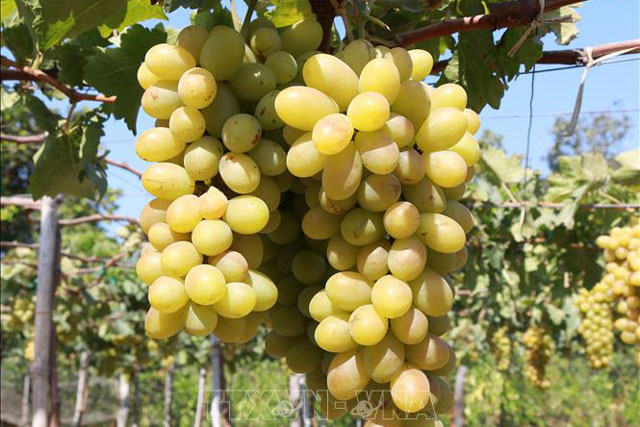 Tăng khả năng cạnh tranh cho sản phẩm OCOP