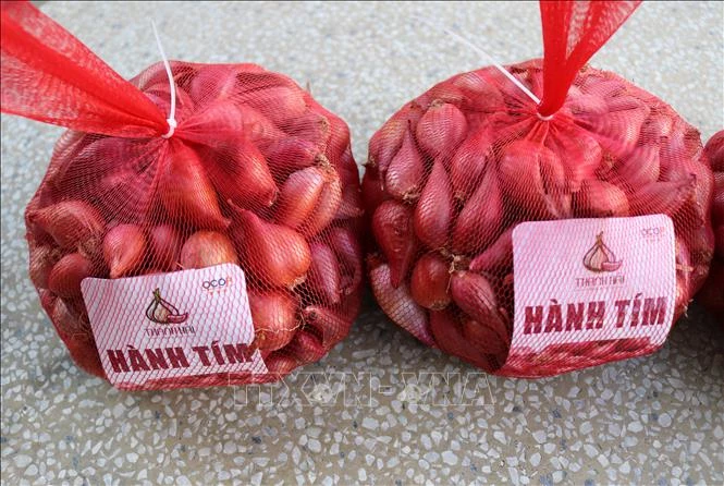 Sản phẩm hành tím của Hợp tác xã dịch vụ nông nghiệp thu mua nông sản Thanh Hải (xã Thanh Hải, huyện Ninh Hải) được cấp Giấy chứng nhận sản phẩm đạt 3 sao OCOP. 