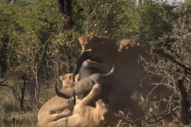 Trâu rừng bị thương chết thảm khi đối mặt với bầy sư tử