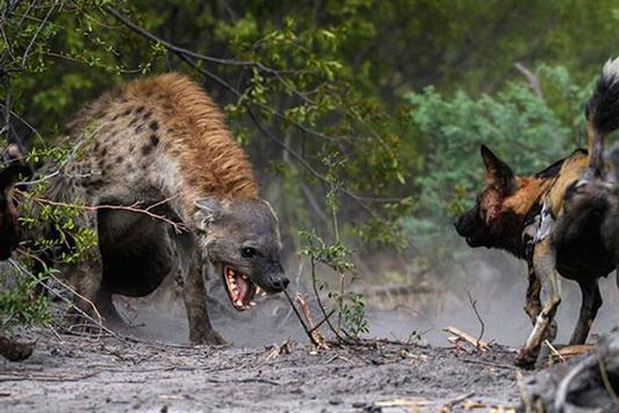 Đơn độc rơi vào địa bàn chó hoang, linh cẩu suýt chết