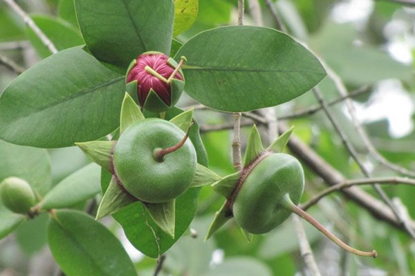 Loài cây mọc hoang, được người miền Tây chế biến món ăn dân dã, xuất khẩu sang nước ngoài bán trong siêu thị