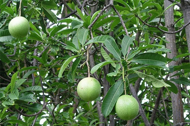 Loài cây hoa thơm quả có ích nhưng lại mang danh cây tự sát - ở Việt Nam có nhiều tên gọi - Ảnh 1.