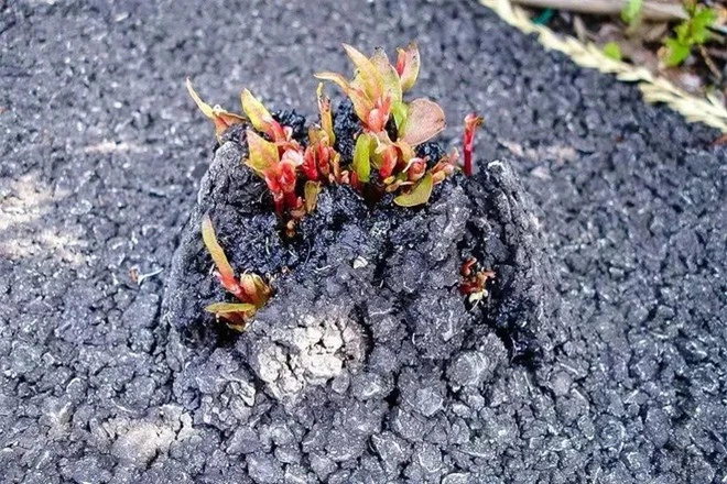 Loài cây lên rễ dài 7 mét, dân châu Á cực yêu thích nhưng người châu Âu lại sợ hãi, không một ai dám trồng - Ảnh 5.