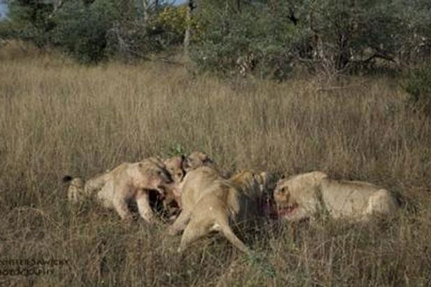 Linh dương non rơi vào tay bầy sư tử: Cái kết kinh hoàng