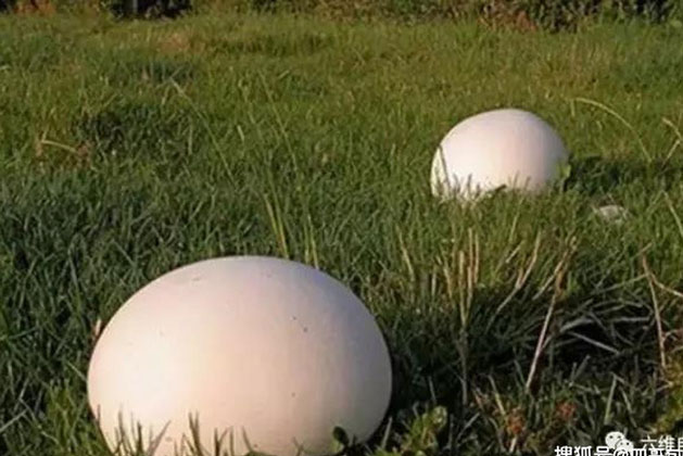 Phát hiện 2 "quả trứng" khổng lồ trên bãi cỏ, đi hỏi người dân địa phương, nữ du khách ngỡ ngàng trước phản ứng của đối phương