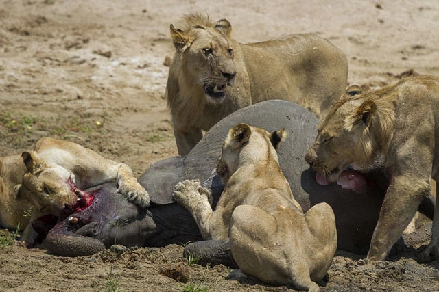 Bầy sư tử giết chết voi chưa trưởng thành.