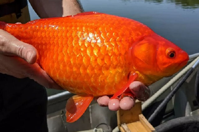 Cá vàng khổng lồ, to như quả bóng trở thành cơn ác mộng với thành phố Mỹ