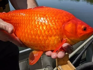 Cá vàng khổng lồ, to như quả bóng trở thành cơn ác mộng với thành phố Mỹ