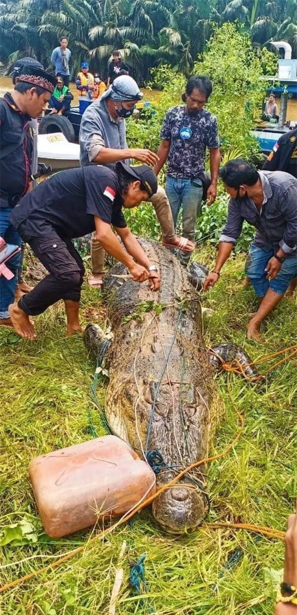 Dùng thịt gà để nhử, nhóm người bắt được con cá sấu khổng lồ, sau khi mổ bụng ra nhiều người bất ngờ òa khóc - Ảnh 1.