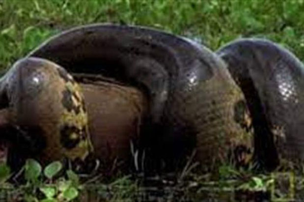 Kinh hãi trăn Anaconda giết 'quái vật' chuột khổng lồ
