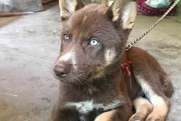 Chàng trai mua chú chó con về nuôi, người thân vừa nhìn thấy đã khuyên "tống cổ" ngay lập tức