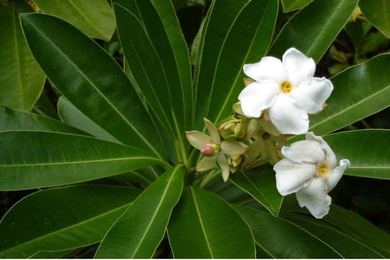 Loài cây hoa thơm quả có ích nhưng lại mang danh 'cây tự sát' - ở Việt Nam có nhiều tên gọi