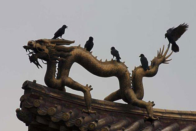 Đi tìm câu trả lời khi Tử Cấm Thành 6 năm không bóng người nhưng vẫn có đàn quạ 'mò đến' mỗi ngày: Điềm báo nơi nặng âm khí hay còn lý do khác?