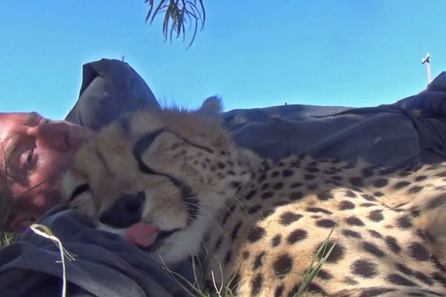 Đánh một giấc, khi tỉnh dậy người đàn ông giật mình thấy 1 con báo nằm cạnh, phản ứng của con vật sau đó gây ngỡ ngàng