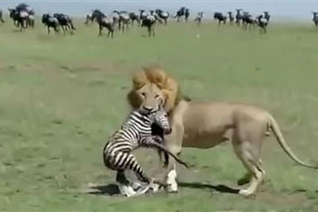 Kinh hoàng vừa chào đời, ngựa vằn bị sư tử xé xác