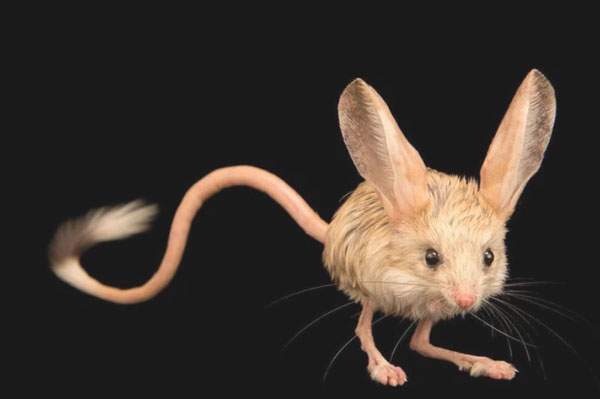 Loài vật tí hon kỳ lạ này trông giống như sự pha trộn giữa chuột, thỏ, lợn và một con chuột túi