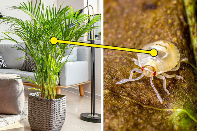 7 loại cây cảnh dù đẹp đến mấy cũng không nên trồng trong nhà vì gây nguy hiểm