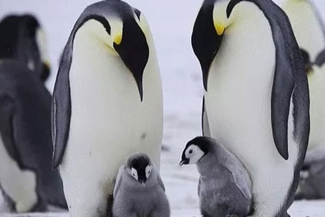 Vì sao lông chim cánh cụt không bao giờ bị đông đá?