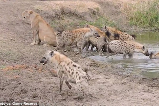 Đàn linh cẩu tử chiến bầy sư tử: Thế trận đảo chiều