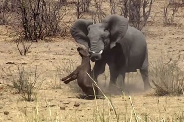 Voi nổi điên tung đòn thù đoạt mạng trâu rừng