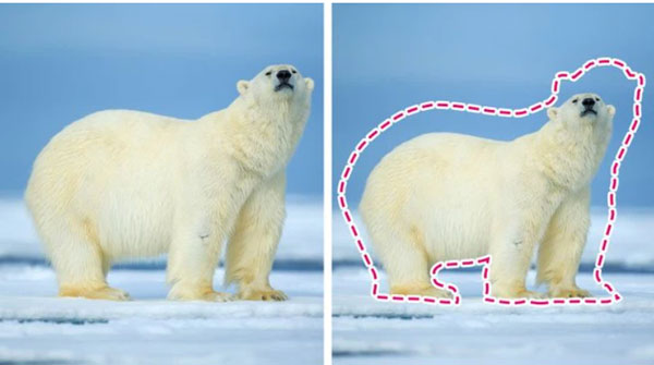 Các loài vật trên Trái đất đang ngày càng bé lại, nhưng đố bạn biết lý do vì sao