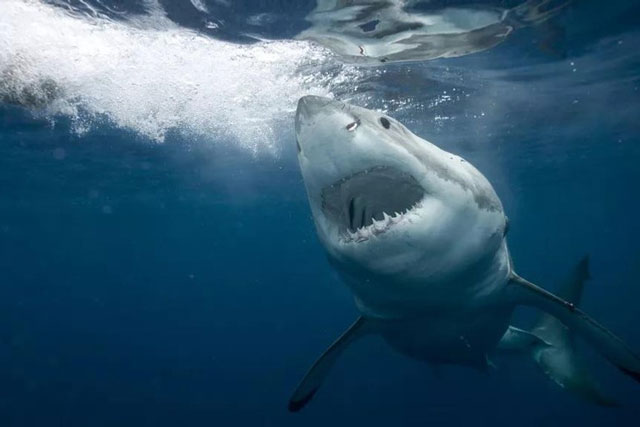 Sống sót sau khi bị cá mập trắng tấn công ngoài khơi bãi biển California