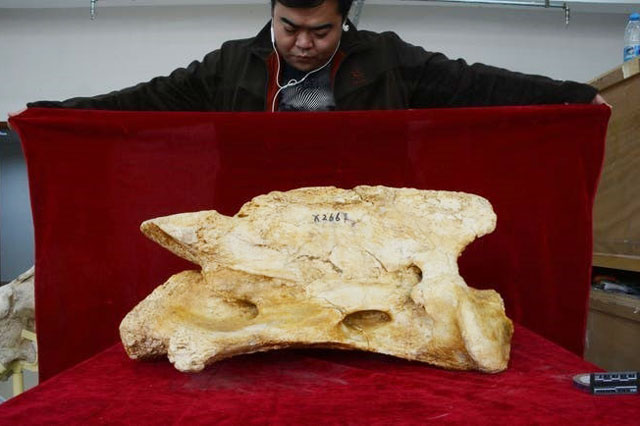 Phát hiện tê giác to bằng 6 con voi