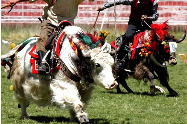 Không phải chó ngao, loài vật này mới là báu vật của Tây Tạng với công dụng toàn năng, bất kỳ bộ phận nào cũng có thể 'đẻ ra tiền'
