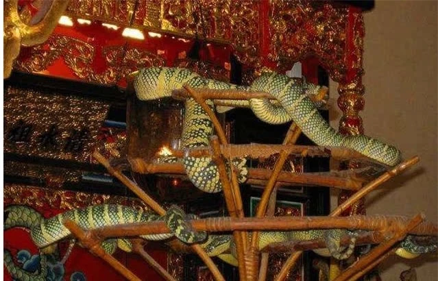 Đền rắn duy nhất trên thế giới, đâu đâu cũng có rắn nhưng du khách vẫn nhận xét: không sợ chút nào! - Ảnh 2.
