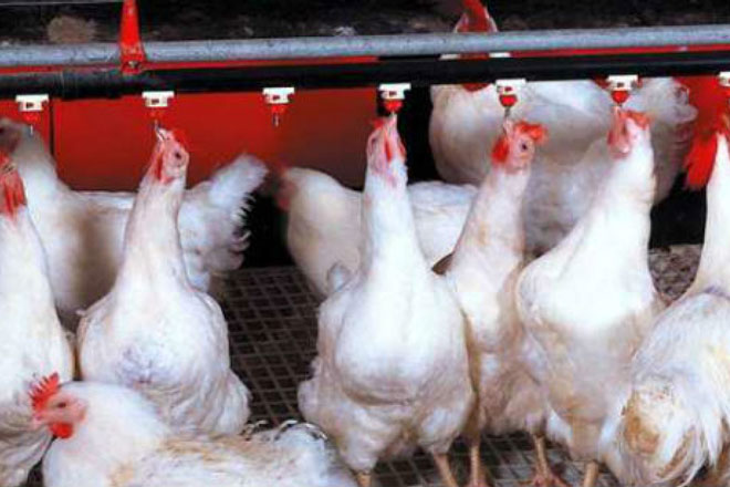 Giá gà rẻ hơn rau, hàng triệu gà giống bị đốt bỏ