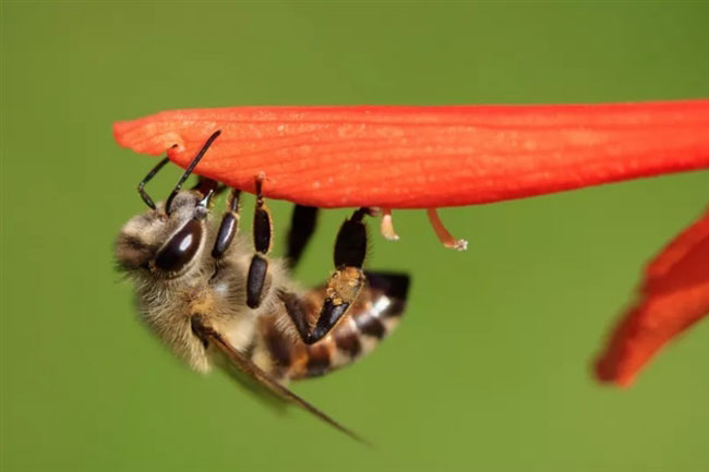 Ong mật tạo ra đội quân bất tử với hàng triệu bản sao