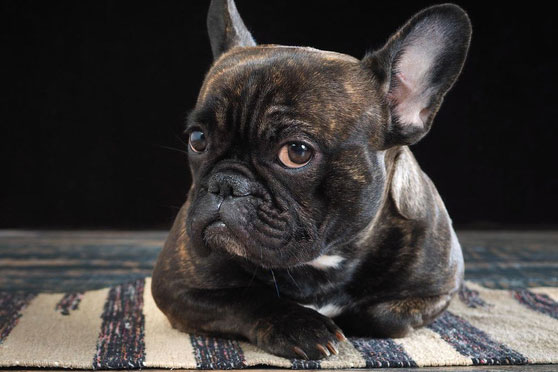 Khôn như chó: Loài vật này biết khi nào con người đang nói dối