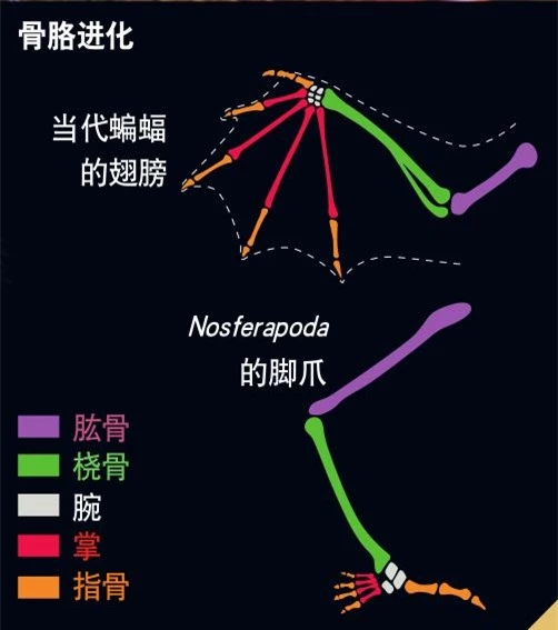 10 triệu năm nữa các loài động vật sẽ như thế nào? - Ảnh 4.