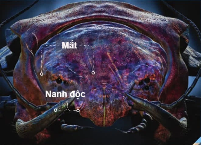 10 triệu năm nữa các loài động vật sẽ như thế nào? - Ảnh 9.